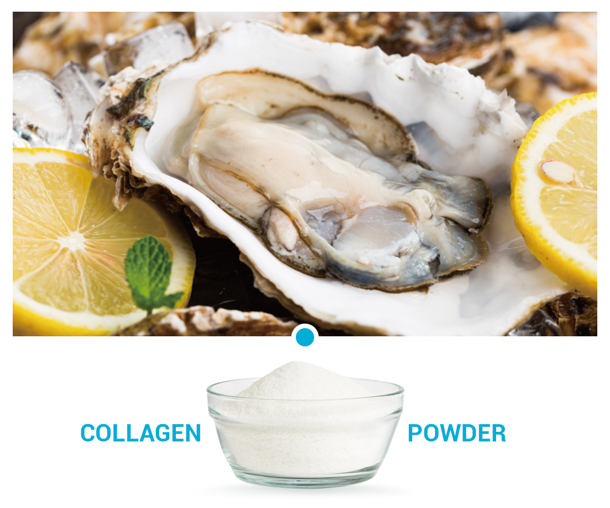 Oyster Peptides