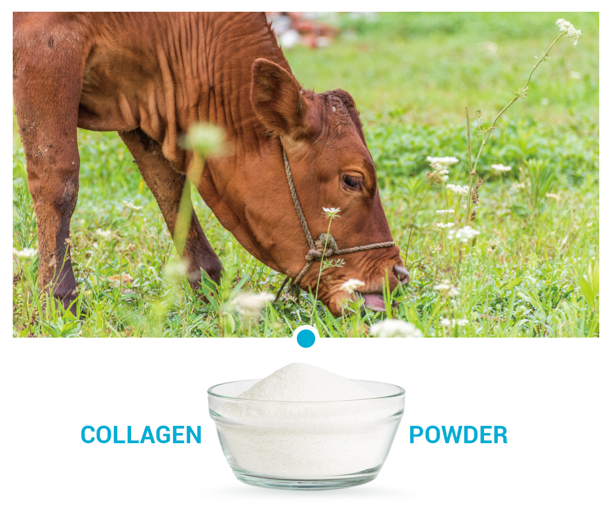 Bovine collagen peptides