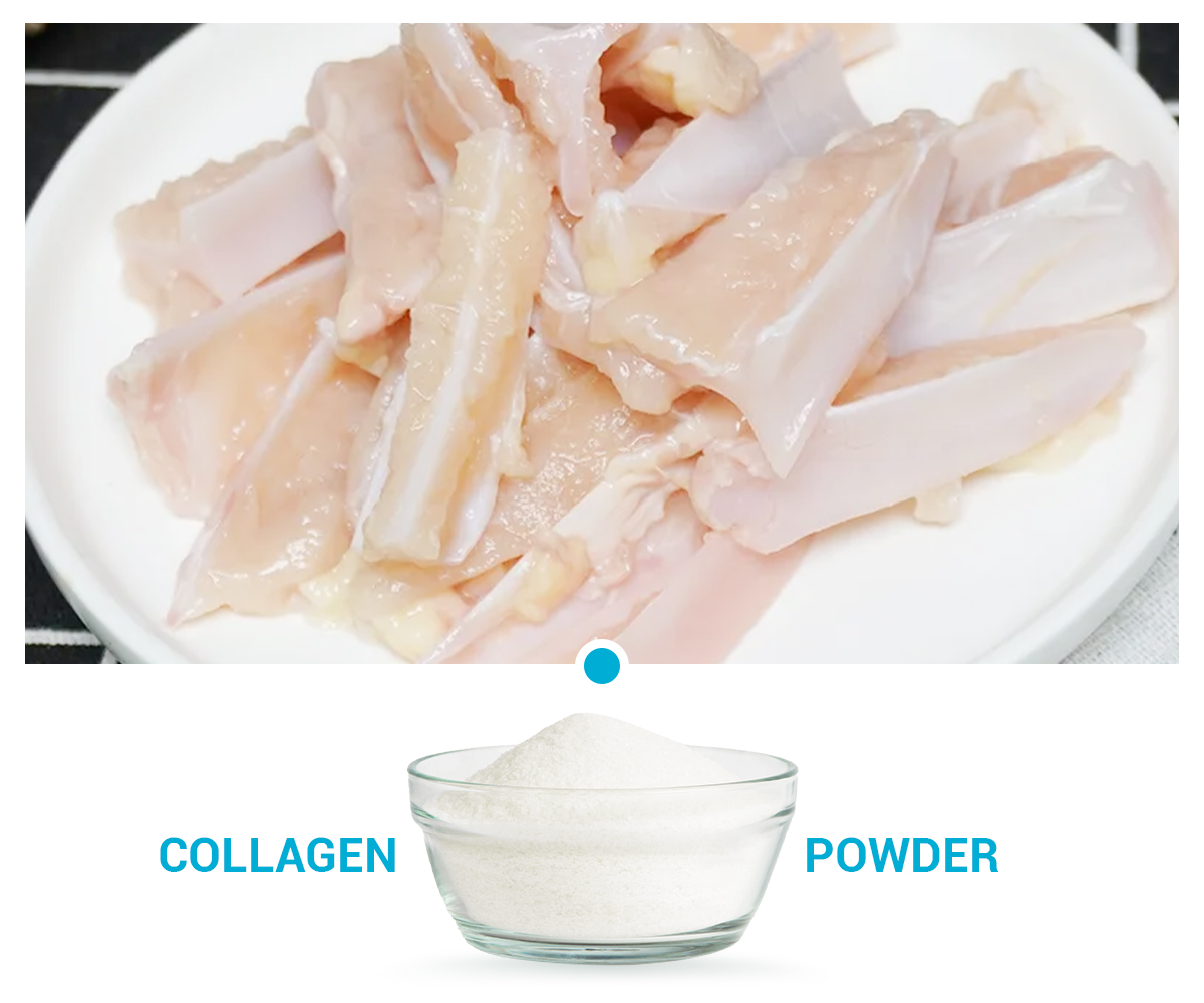 Collagen Peptides II